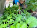 2024 plant sale   2024 plant sale