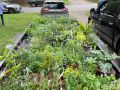 2024 plant sale   2024 plant sale