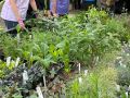 2024 plant sale   2024 plant sale