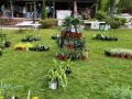 2024 plant sale   2024 plant sale